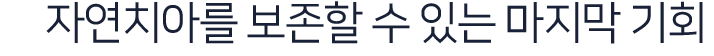 자연치아를-보존할-수-있는-마지막-기회